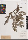 Foto von Salix atrocinerea Brot.